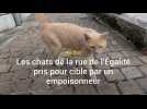 Auchel : les chats de la rue de l'égalité pris pour cible par un empoisonneur
