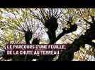 Le circuit des feuilles à Laon