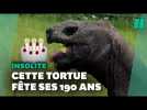 La plus vieille tortue du monde fête ses (au moins) 190 ans