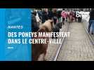 VIDÉO. Des poneys manifestent dans le centre-ville de Nantes