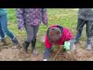 Les écoliers d'Albert plantent 2000 arbres à Bray-sur-Somme