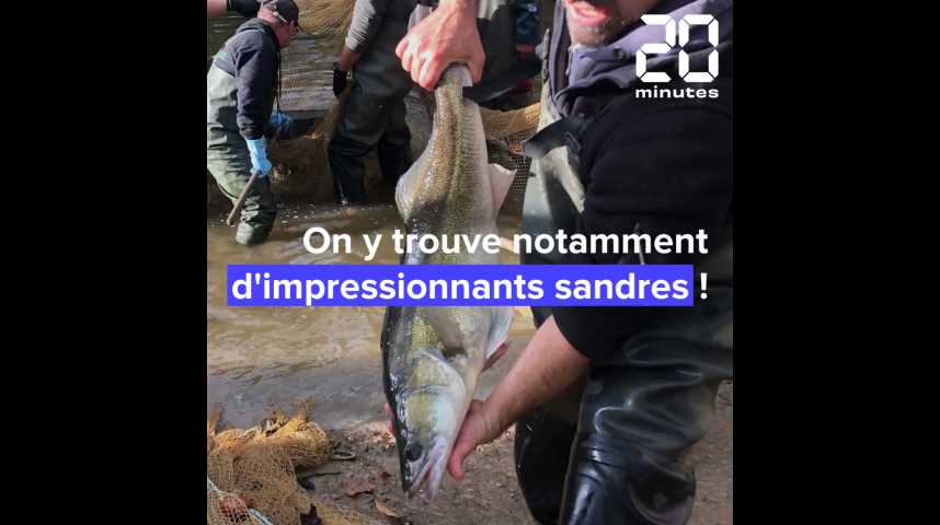Loire-Atlantique : Avant de vider l’immense lac de Vioreau, des centaines de milliers de poissons à pêcher