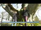 Villesèquelande (Aude) : l'Orme de Sully représente l'Occitanie pour le concours de l'arbre de l'année