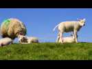 Ardennes: le désert médical se développe aussi pour les vétérinaires