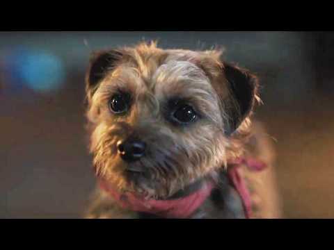 Backstreet Dogs - Bande annonce 1 - VO - (2023)