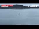 VIDÉO. Une baleine à bosse se perd dans l'estuaire de la Rance