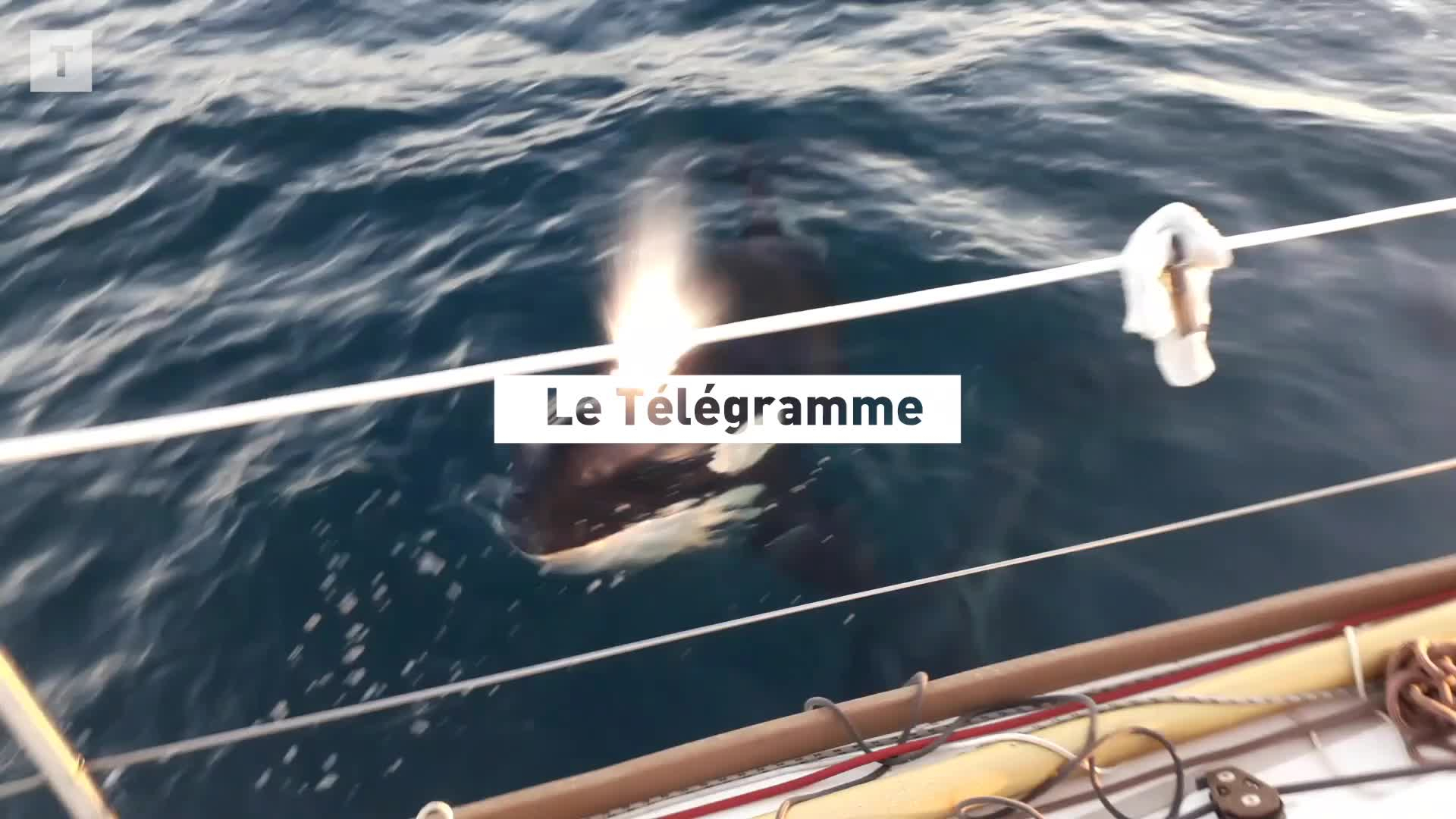Des orques s’en prennent à son bateau au large du Portugal, la Brestoise Lucie témoigne (Le Télégramme)
