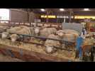 élevage mouton à Caisnes