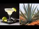 International Margarita Day: How climate change is threatening tequila and mezcal 