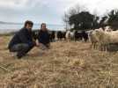 VIDÉO. Dans cette petite commune du Finistère, ces éleveurs sont parmi les seuls en France à avoir des brebis landes de Bretagne