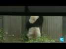Le Japon rend 4 pandas à la Chine : des milliers d'admirateurs font leurs adieux