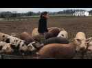 VIDÉO. Dans leur ferme du Finistère, ils font revivre des races de porcs oubliées