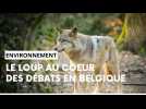 Belgique: le loup s'invite dans les débats politiques wallons