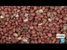 Guerre de l'arachide au Sénégal : les huiliers dénoncent le dumping étrangers