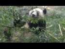 Le Japon fait ses adieux à quatre pandas rendus à la Chine
