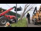 VIDÉO. Sablé-sur-Sarthe : l'abattage d'arbres malades a commencé route du Mans