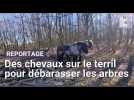 Leforest : des chevaux de 900 kg pour débarrasser les arbres malades du terril 122