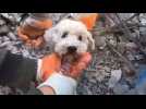 Séisme en Turquie : un chien sauvé des décombres après 72 heures