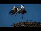 Spain’s rubbish dumps are attracting white storks, but danger lurks in the trash