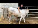 Echappées belles - L'Occitanie, de ferme en ferme