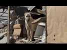 Rush to save trapped animals in Turkish city after earthquake