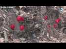 Au-dessus des décombres, des ballons rouges rendent hommage aux jeunes victimes du séisme en Turquie