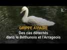 Grippe aviaire : la situation reste préoccupante dans le Béthunois