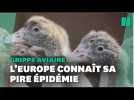 L'Europe traverse sa plus grande épidémie de grippe aviaire jamais observée