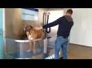 Aire-sur-la-Lys : Dog wash