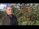 Avesnois : Nicolas Contesse, producteur de jus de pomme, nous en dit plus sur son verger bio