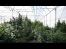 Récolte de CBD chez CBD Nord