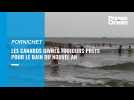 VIDEO. Dans la baie de La Baule, les Canards givrés au rendez-vous du bain du Nouvel an