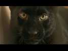 Black panther found in Ukraine finds refuge in France