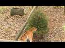 Noël: des sapins invendus dans les enclos du zoo de Thoiry