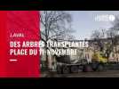 VIDEO. Laval : plusieurs arbres de la place du 11-Novembre transplantés vers le square de Boston