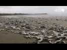VIDÉO. Des centaines de kilos de poissons échoués sur des plages du fond de la baie de Douarnenez