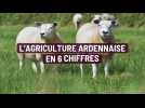 Ardennes: les chiffres de l'agriculture en 2022