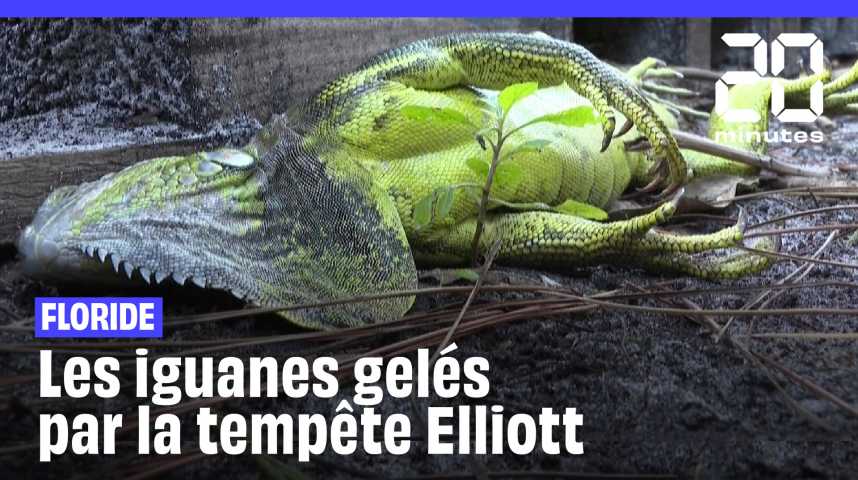 Etats-Unis : Frigorifiés par la tempête, des iguanes « gelés » tombent des arbres