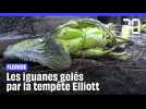 Tempête aux États-Unis : Des iguanes « gelés » tombent des arbres