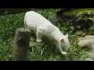 Colombie: la découverte d'un ocelot albinos alerte sur les conséquences de la déforestation