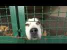 Ukraine: un refuge pour chiens isole ses chenils grâce à des dons de tapis