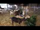 A la chèvrerie de Valérie, à Beautor, les chèvres se régalent avec les sapins de Noël