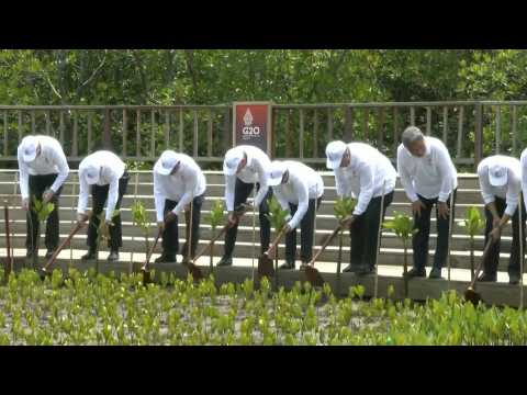Leaders walk through mangrove on the final day of G20