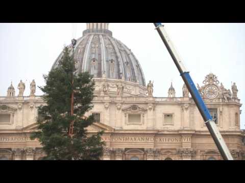 Vatican puts up Christmas fir tree in St. Peter's Square