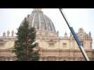 Vatican puts up Christmas fir tree in St. Peter's Square