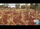 Kenya : raréfaction des pluies, Nairobi lève l'interdiction des OGM