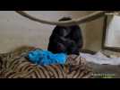 Un adorable chimpanzé né par césarienne rencontre sa mère pour la première fois