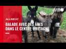 VIDÉO. Balade avec des ânes dans le Centre-Bretagne