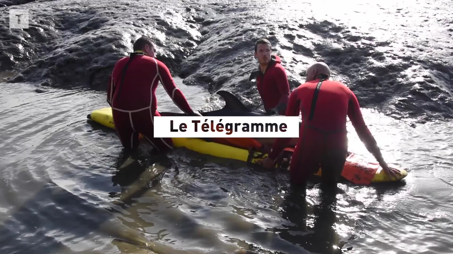 Un dauphin envasé dans l’Elorn à La Forest-Landerneau (Le Télégramme)