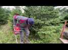 Au coeur d'une plantation de sapins de Noël près de Sézanne